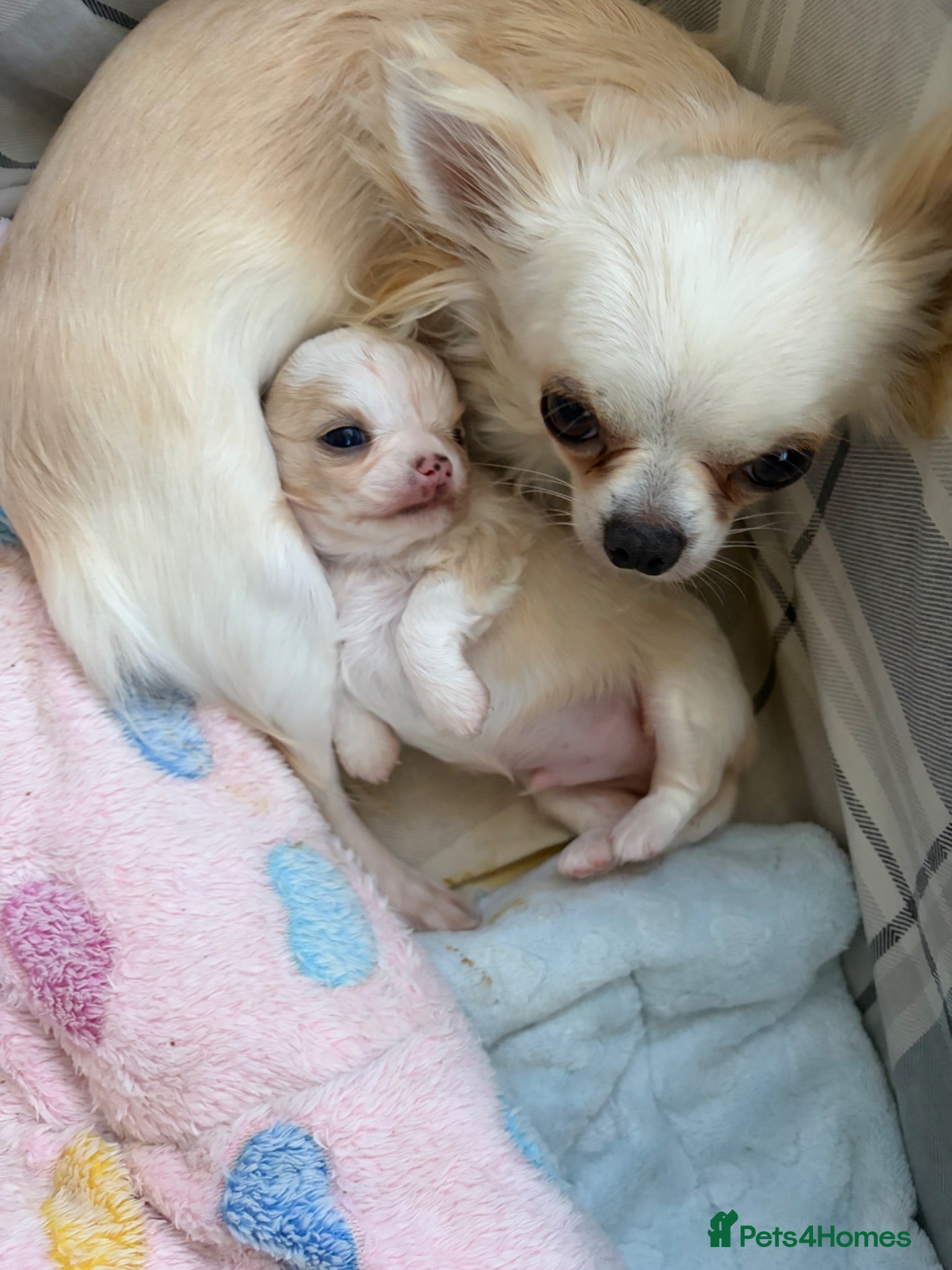 Chihuahua dogs Longcoat chihuahua male - Advert 12