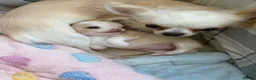 Chihuahua dogs for sale: Longcoat chihuahua male - Advert 2