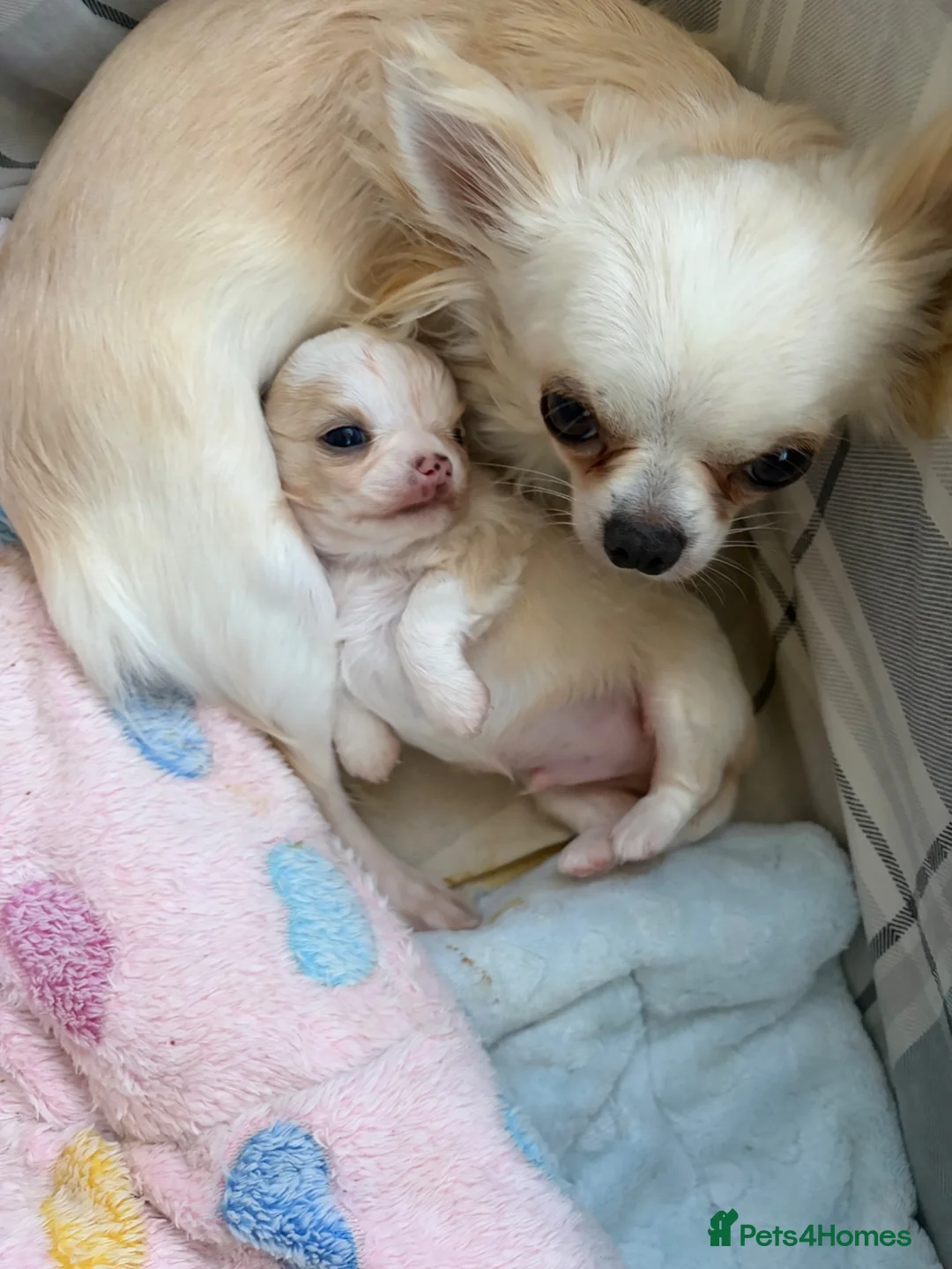 Chihuahua dogs for sale: Longcoat chihuahua male - Advert 2