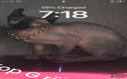 Sphynx cats for sale: Elf sphinx - Image 2