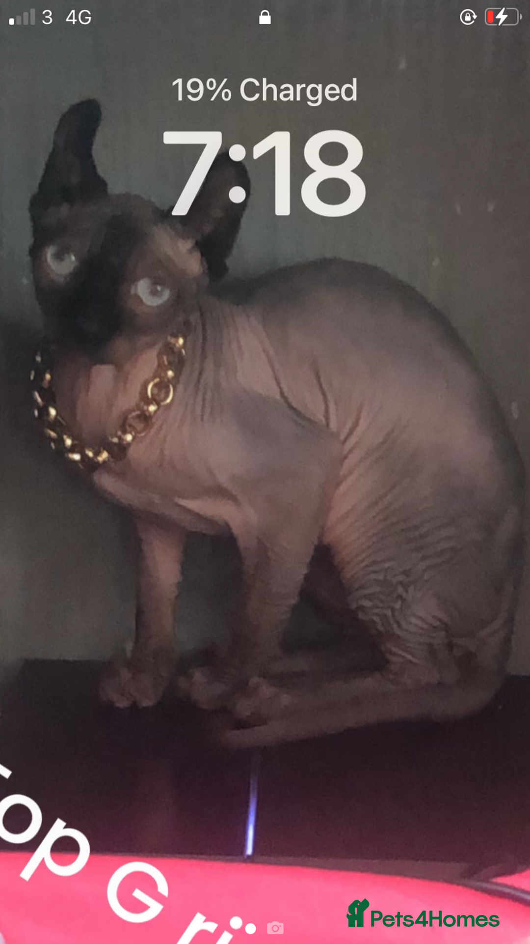 Sphynx cats for sale: Elf sphinx - Image 2