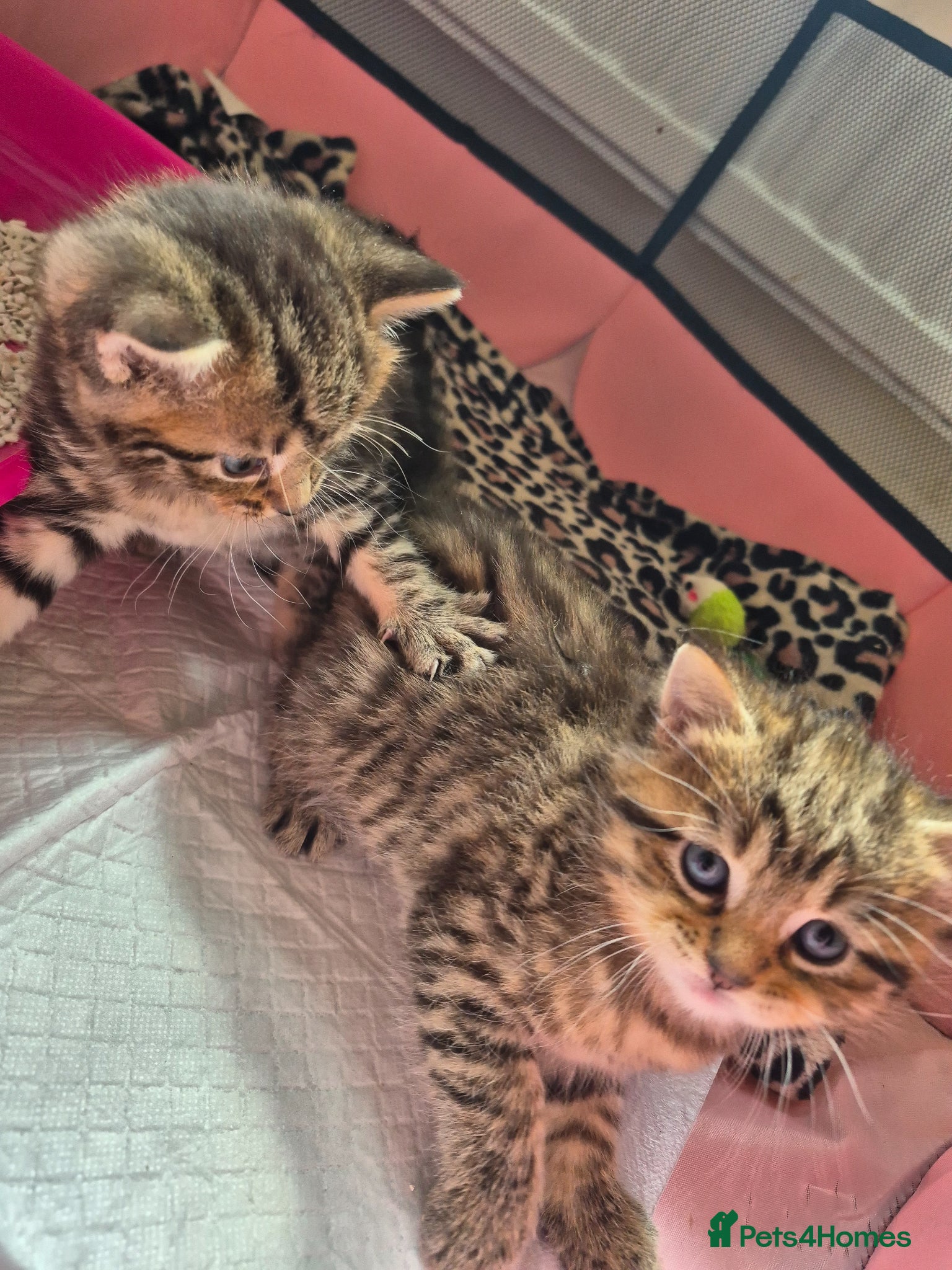 Mixed Breed cats Doll faced persian cross bengal  - Advert 13