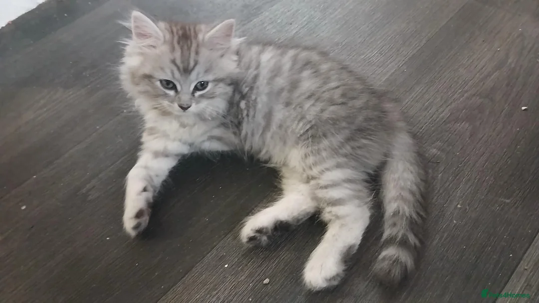 Mixed Breed cats for sale: Super fluffy ragdoll kittens. Cuddly teddy bears - Advert 40