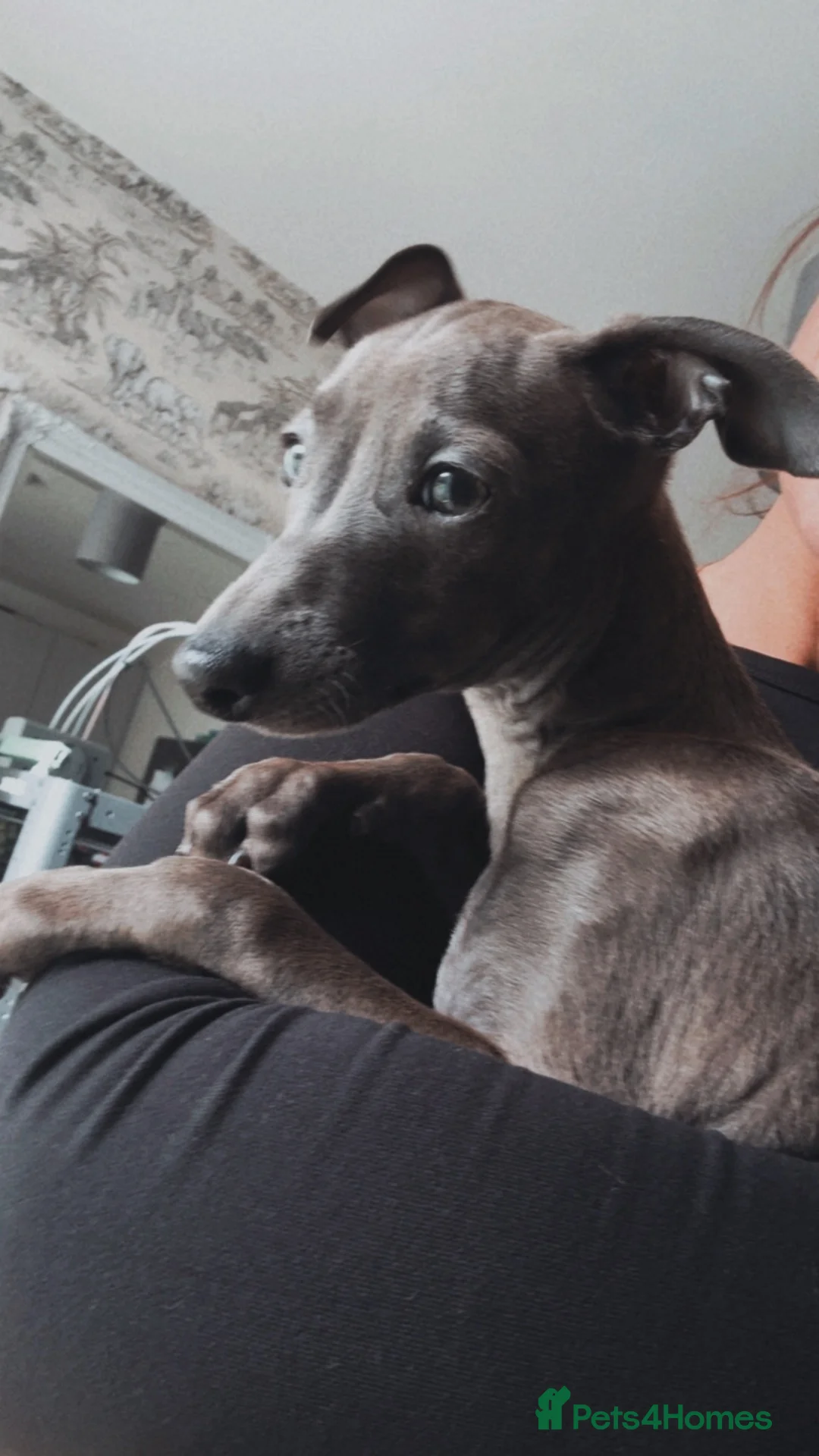 Italian Greyhound dogs for sale: Beautiful Italian greyhound baby boy  in Stoke-on-Trent - Advert 2