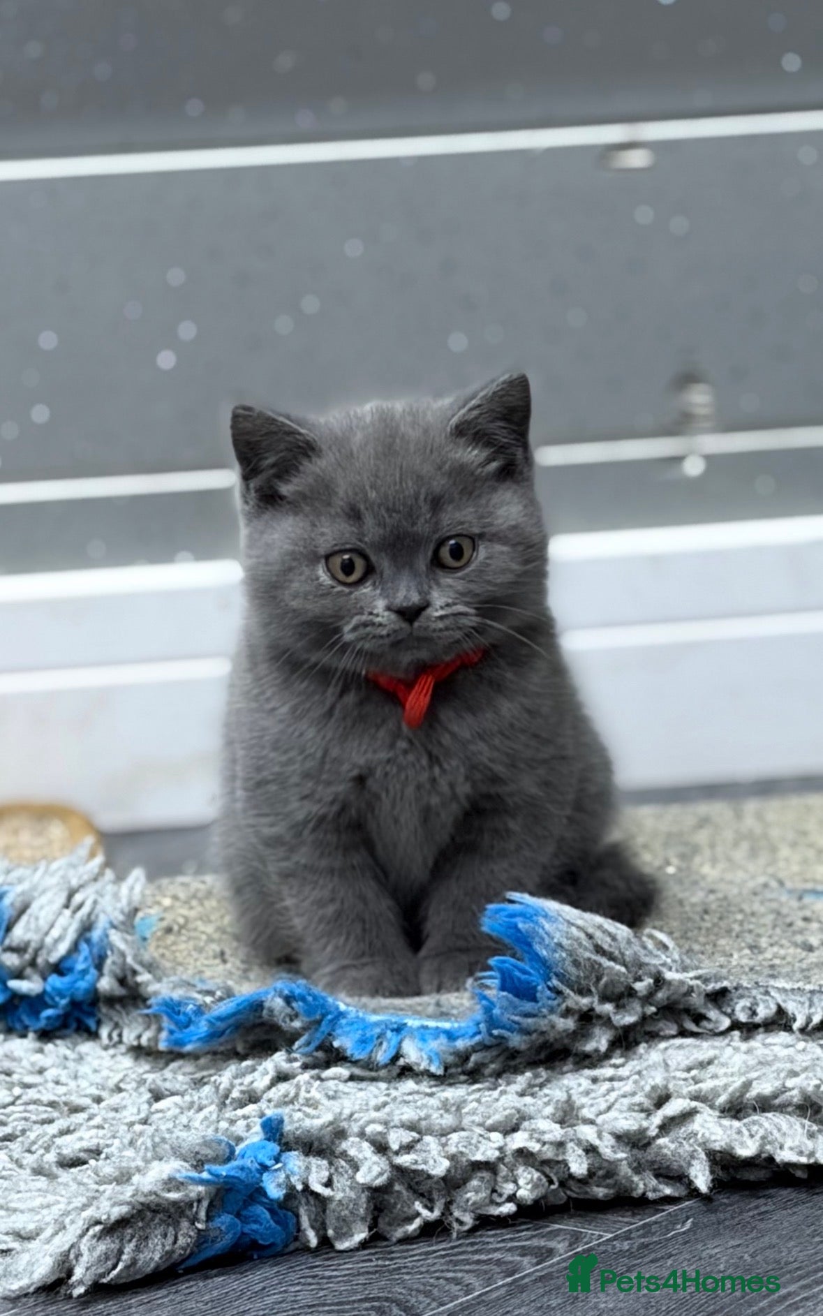 British Shorthair cats Beautiful blue British shorthair  - Advert 7
