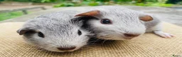 Guinea Pig rodents for sale: Guinea pigs for loving new homes - Advert 6