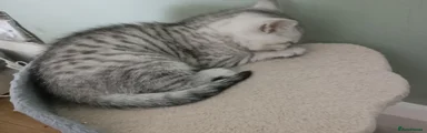 British Shorthair 5