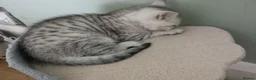 British Shorthair cats for sale: Lovely kittens  - Advert 4
