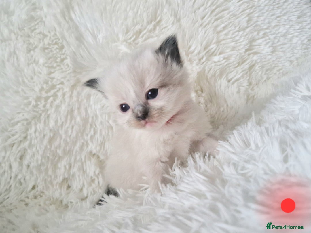 Ragdoll cats for sale: Fluffdoll Ragdoll Kittens 🥰 - Image 9