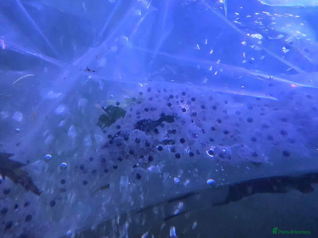 Axolotl reptiles for sale: Axolotl EGGS x 10  - Advert 2