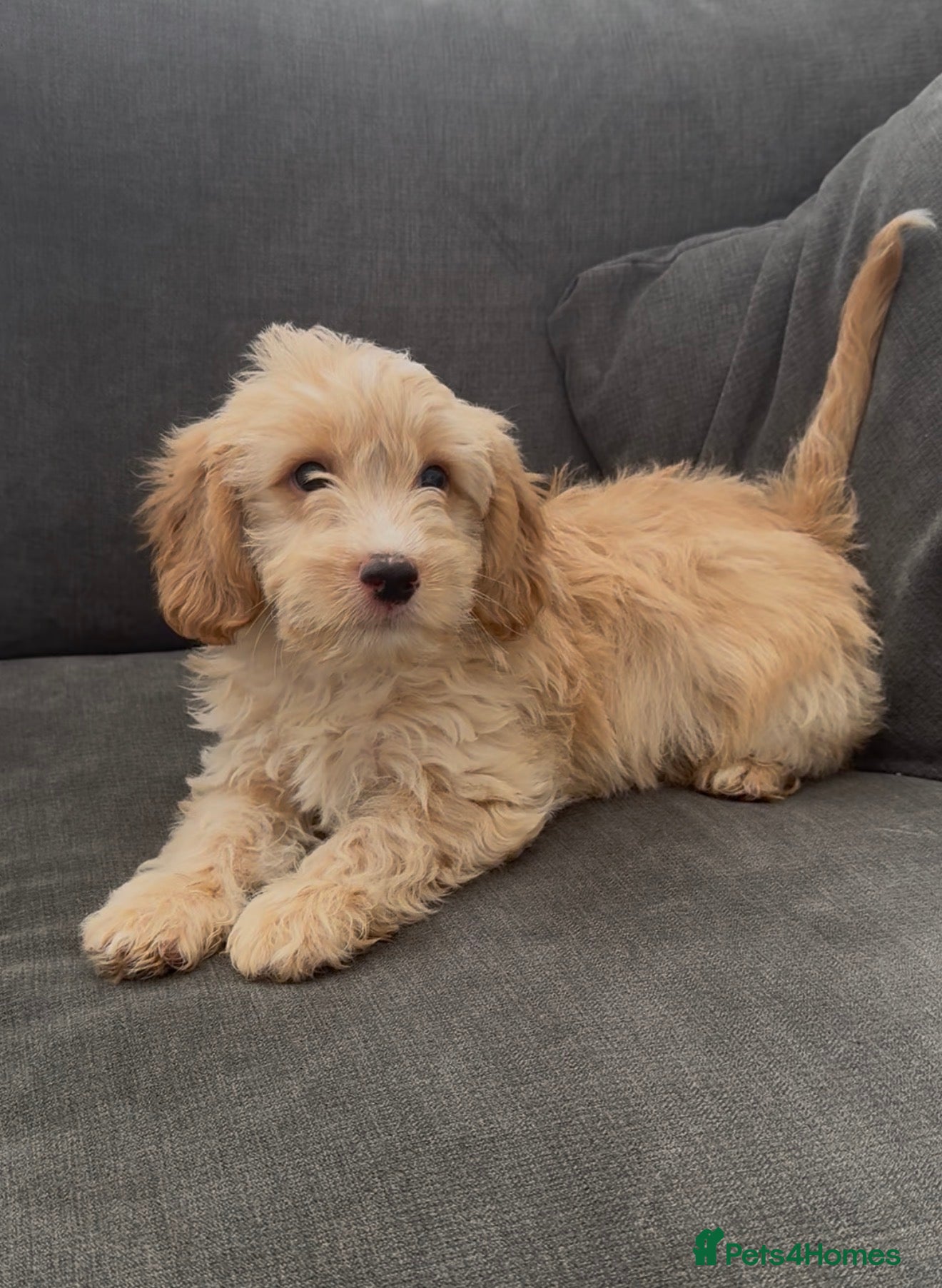 Cavapoo dogs Gorgeous cavapoo puppies  - Advert 18