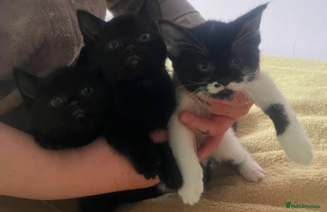 Mixed Breed cats for sale: Kittens for sale  in Coventry - Advert 1