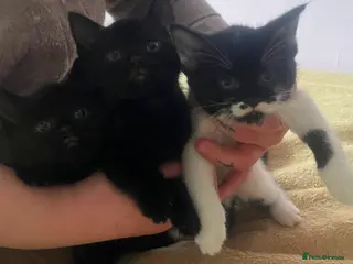 Mixed Breed cats Kittens for sale - Advert 9