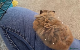 Hamster rodents for sale: Rolo our fluffy Syrian hamster  - Image 6