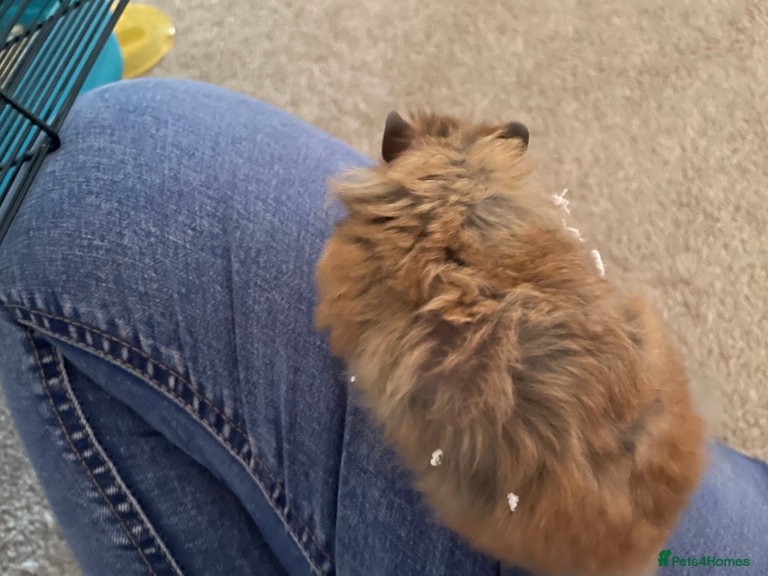 Hamster rodents for sale: Rolo our fluffy Syrian hamster  - Image 6