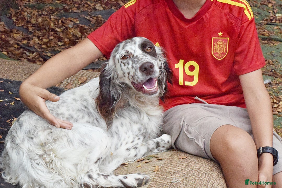 English Setter dogs for adoption: Kira  - Image 8
