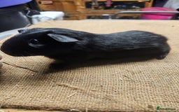 Guinea Pig rodents for sale: Beautiful rare swiss and smooth boys and girls - Image 3