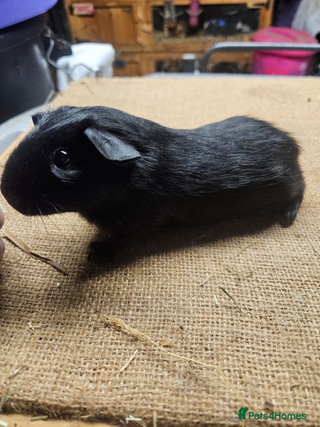 Guinea Pig rodents for sale: Beautiful rare swiss and smooth boys and girls - Image 3
