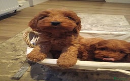 Cockapoo dogs for sale: Cockapoo puppies f1 show) ❤️ fox Red. !!!!!!. - Image 9