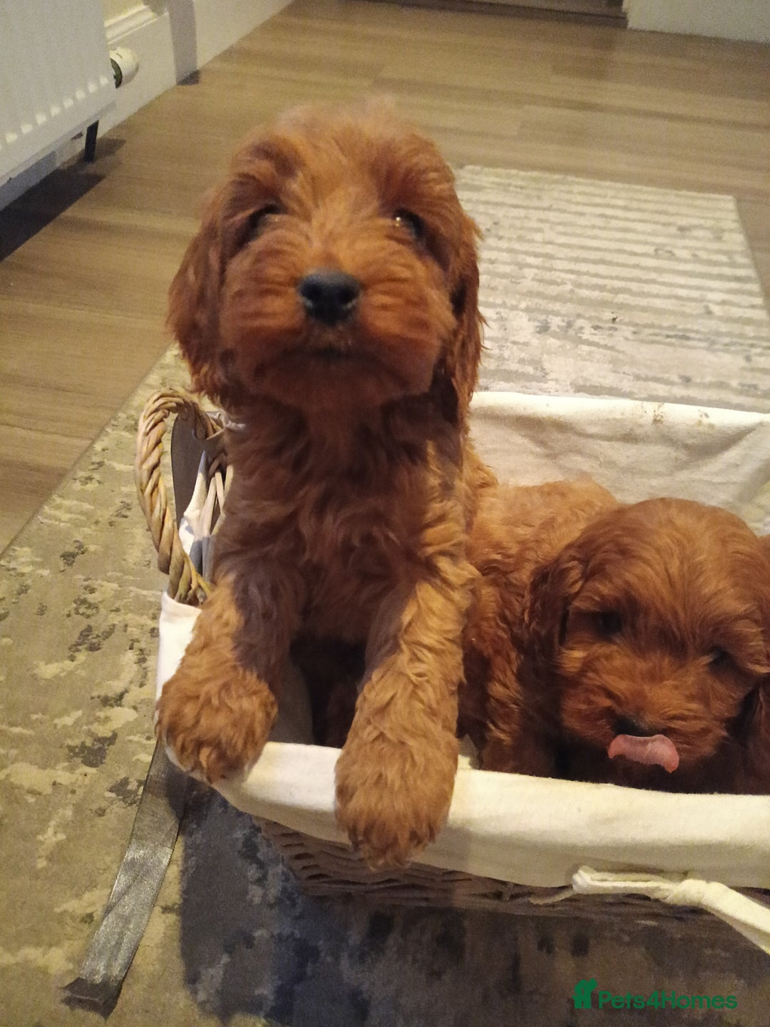 Cockapoo dogs for sale: Cockapoo puppies f1 show) ❤️ fox Red. !!!!!!. - Image 9