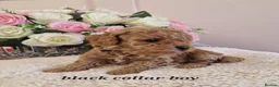 Cavapoochon dogs for sale: Beautiful cavapoochon puppies  - Advert 7