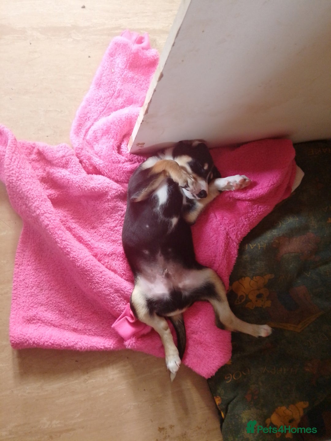 Mixed Breed dogs for sale: Male 5 month old pup - Advert 2