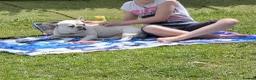 French Bulldog dogs for sale: Female French Bulldog - Advert 2