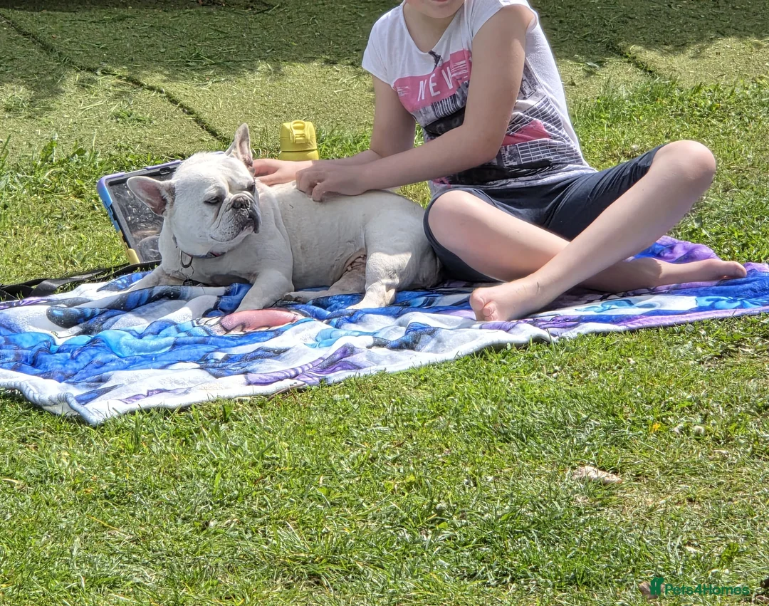 French Bulldog dogs for sale: Female French Bulldog - Advert 2
