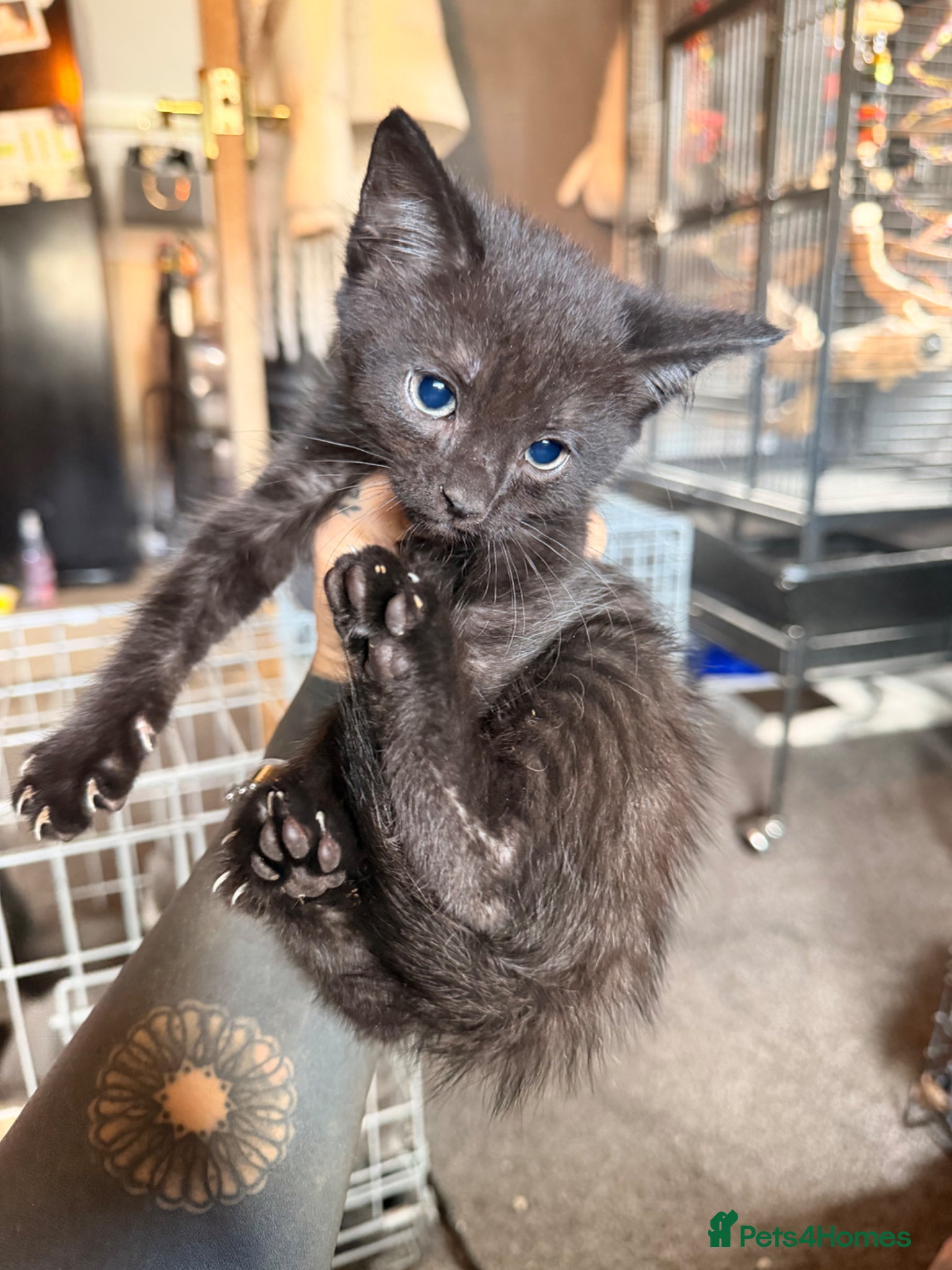 British Shorthair Kitten 5