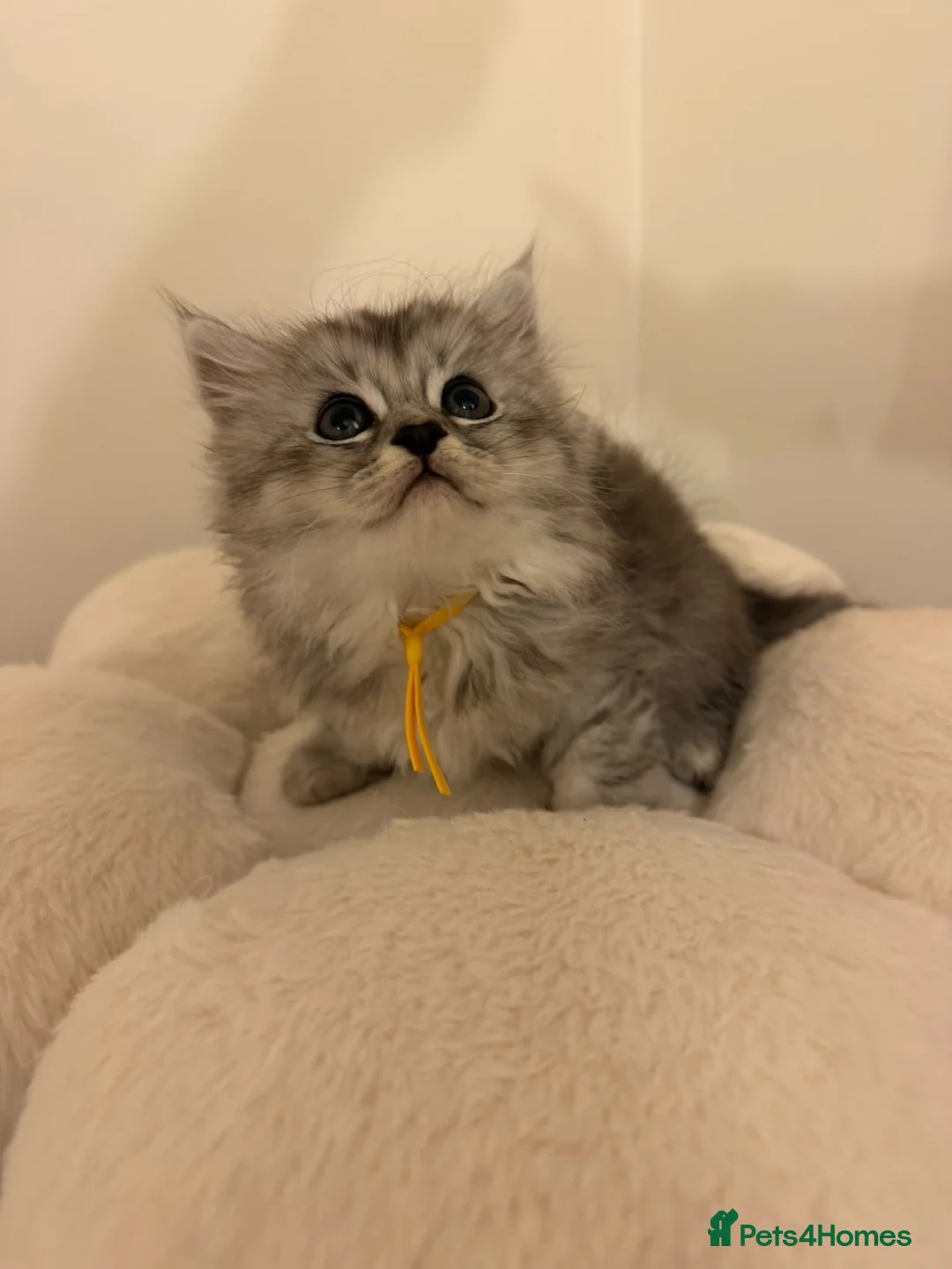 Mixed Breed cats for sale:  Persian mix kittens  in Bradford - Advert 40