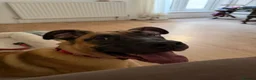 Mixed Breed dogs for sale: Presa Canario X Belgian Malinois male 12 months in Chatham - Advert 3