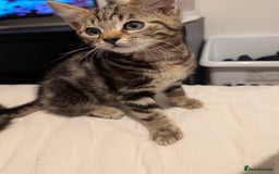 Bengal cats for sale: 2 beautiful Bengal x kittens ready for new home  - Image 6