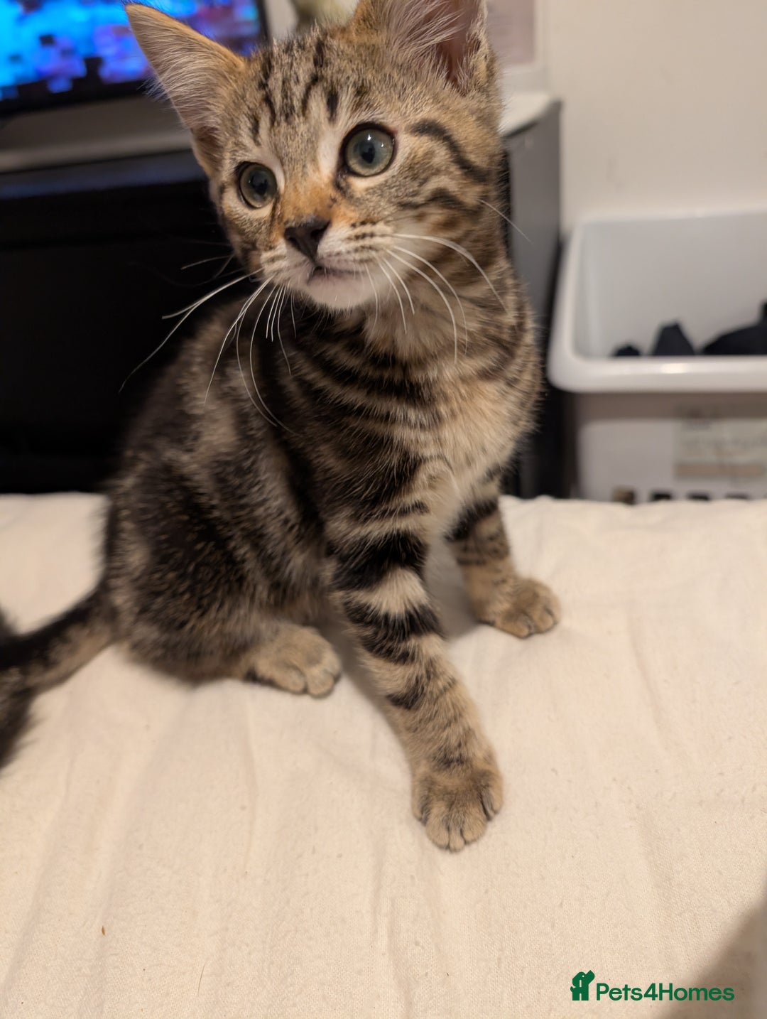 Bengal cats for sale: 2 beautiful Bengal x kittens ready for new home  - Image 6