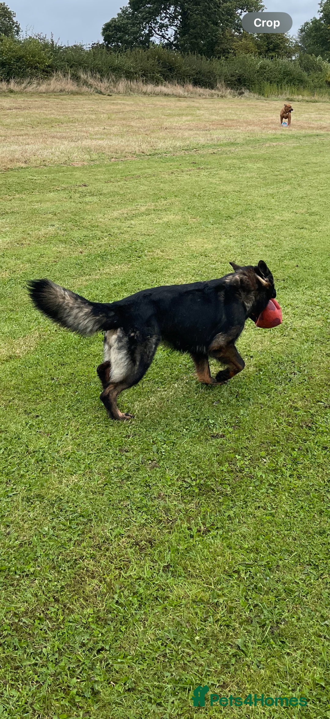 German Shepherd dogs for sale: Pedigree, Czech Line, Straight Back - Advert 4