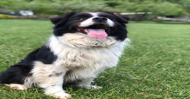 Border Collie dogs - Advert 5