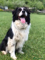 Border Collie dogs - Advert 10