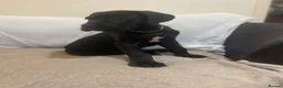 Cane Corso dogs for sale: 8+ Gen Cane Corso Pups - Advert 13