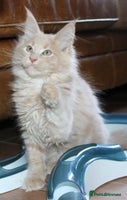 Maine Coon cats - Advert 4