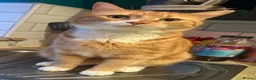 Mixed Breed cats for sale: Male cats sadly rehoming due to allergies  in Bradford - Advert 1