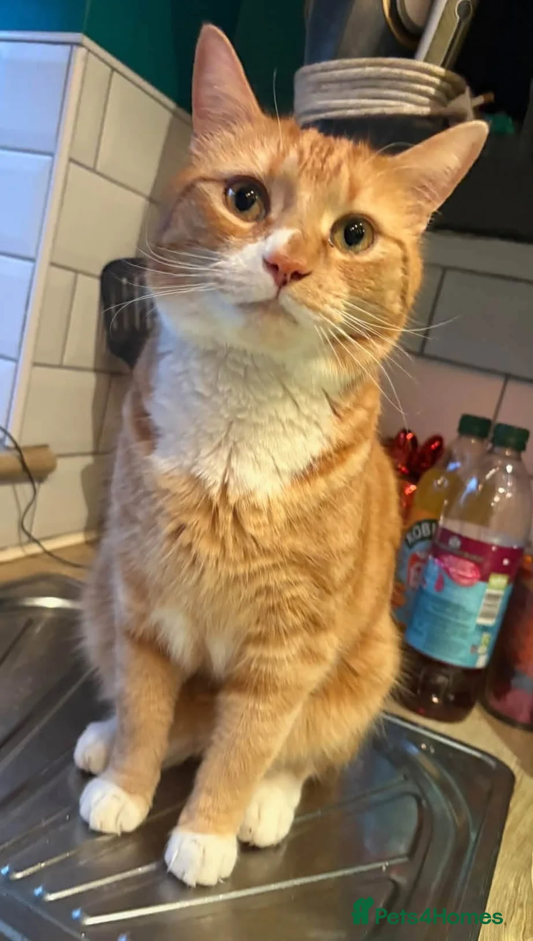 Mixed Breed cats for sale: Male cats sadly rehoming due to allergies  in Bradford - Advert 1