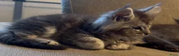 Maine Coon cats for sale: Health tested TICA Maine Coon Kittens  - Advert 2
