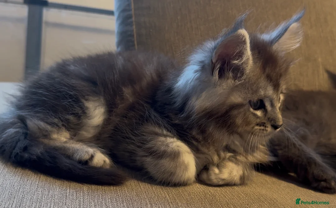 Maine Coon cats for sale: Health tested TICA Maine Coon Kittens  - Advert 2