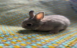 Netherland Dwarf rabbits for sale: Vaccinated Netherland Dwarf Rabbits - Image 19