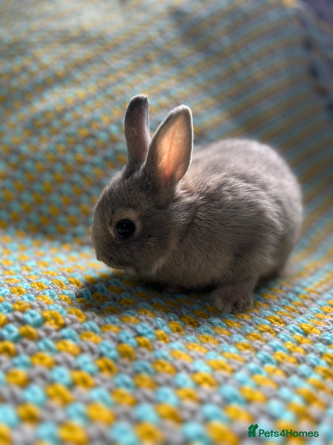 Netherland Dwarf rabbits for sale: Vaccinated Netherland Dwarf Rabbits - Image 19