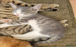 Domestic Shorthair cats for sale: Female kittens - Image 13