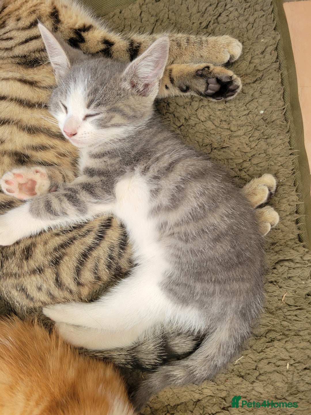 Domestic Shorthair cats for sale: Female kittens - Image 13