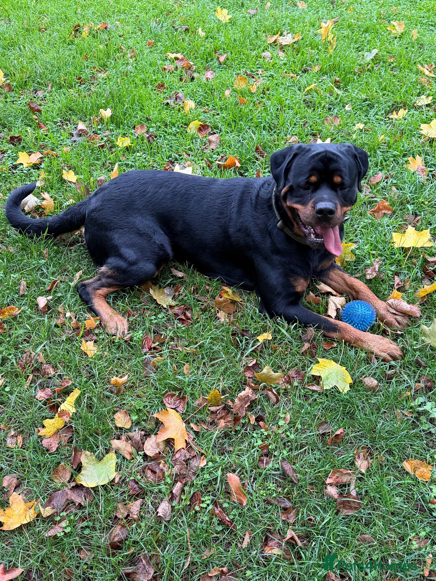 Rottweiler dogs Riicco - Advert 1
