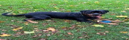 Rottweiler dogs for sale: Riicco - Advert 1