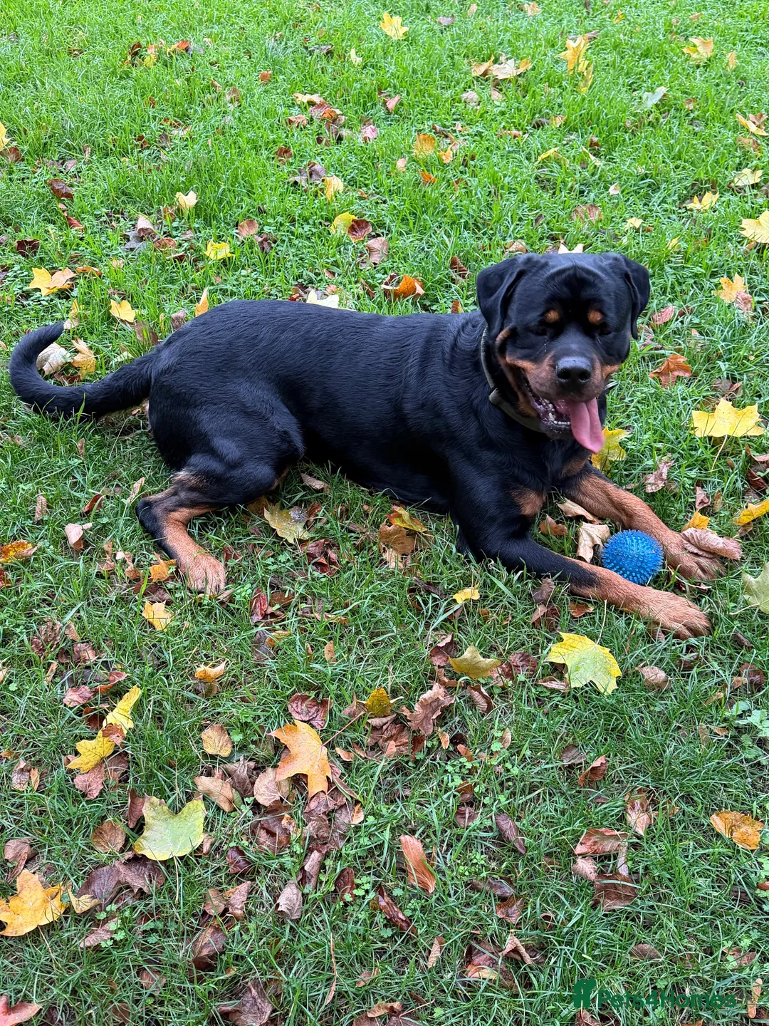 Rottweiler dogs for sale: Riicco - Advert 1