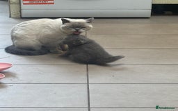 British Shorthair cats for sale: Beautiful British Shorthair Kittens  - Image 7